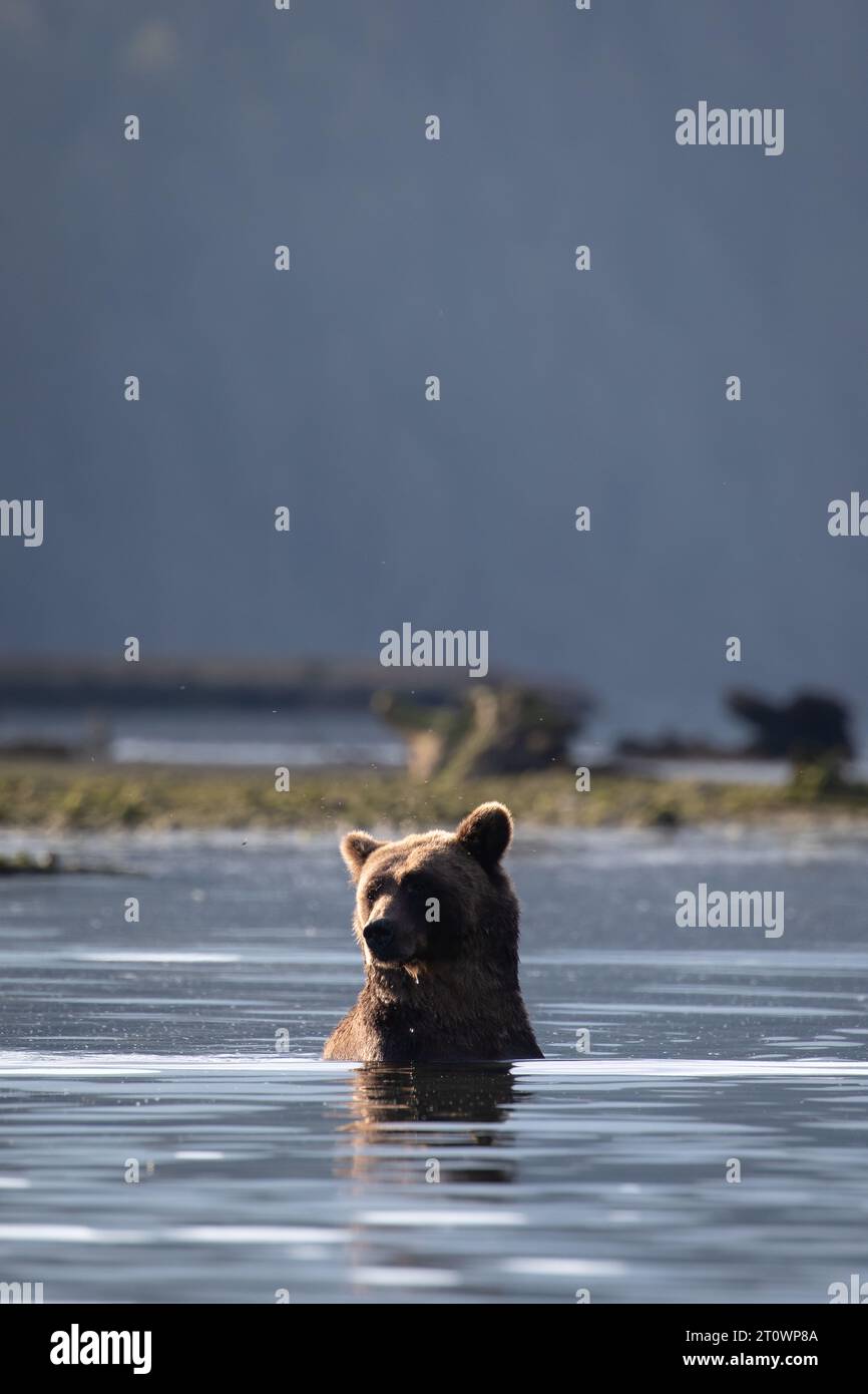 Ours grizzli femelle prenant une pause de jouer avec les oursons et la chaleur en étant assise sur la rive de la rivière Khutze, près de Khutze Inlet, en Colombie-Britannique Banque D'Images