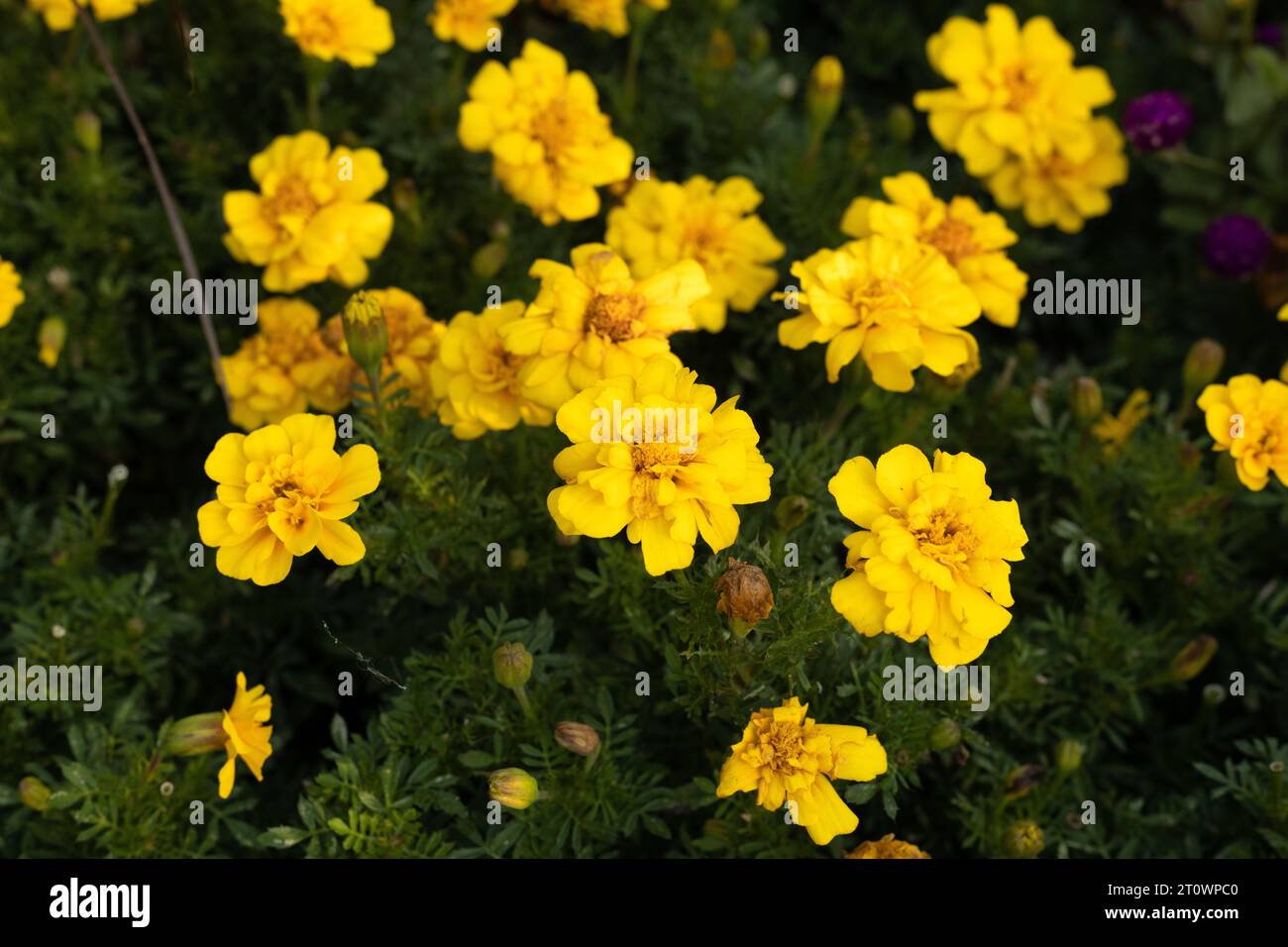 Fleurs de souci français Tagetes patula 'Safari Yellow'. Banque D'Images