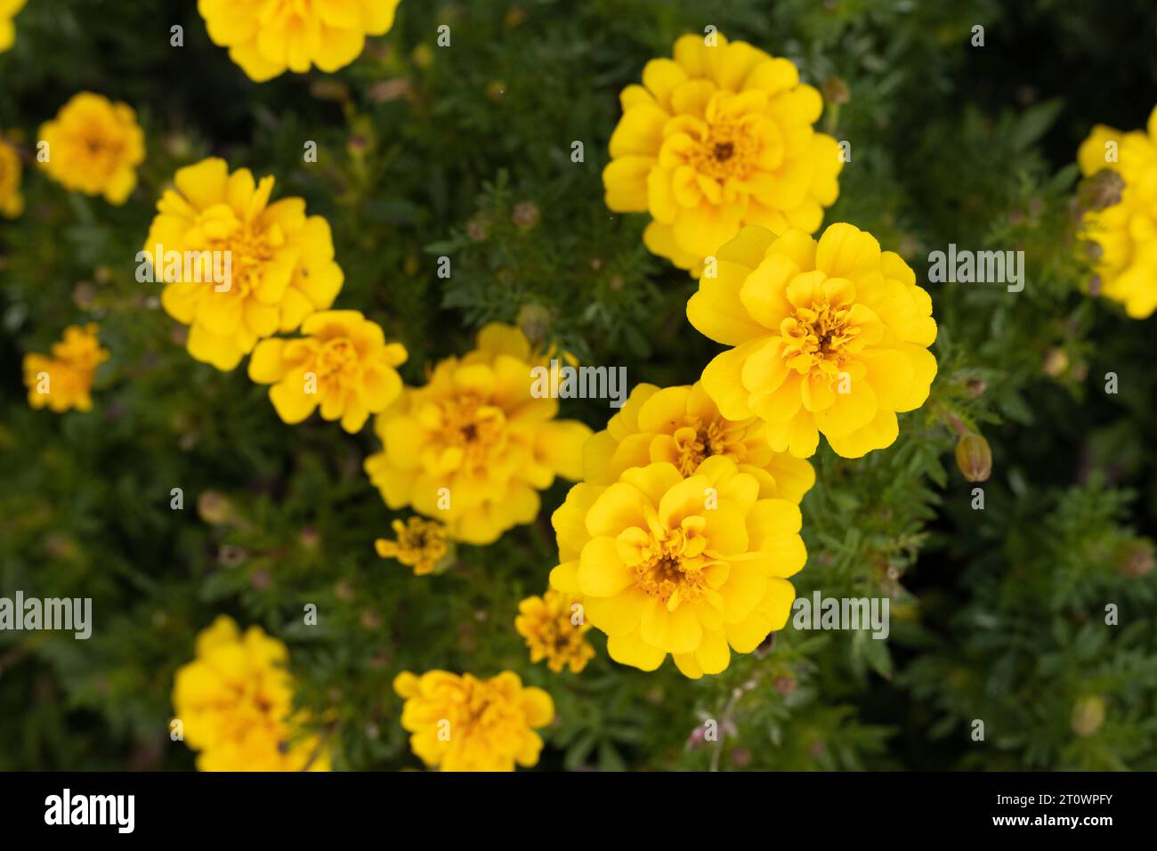 Fleurs de souci français Tagetes patula 'Safari Yellow'. Banque D'Images