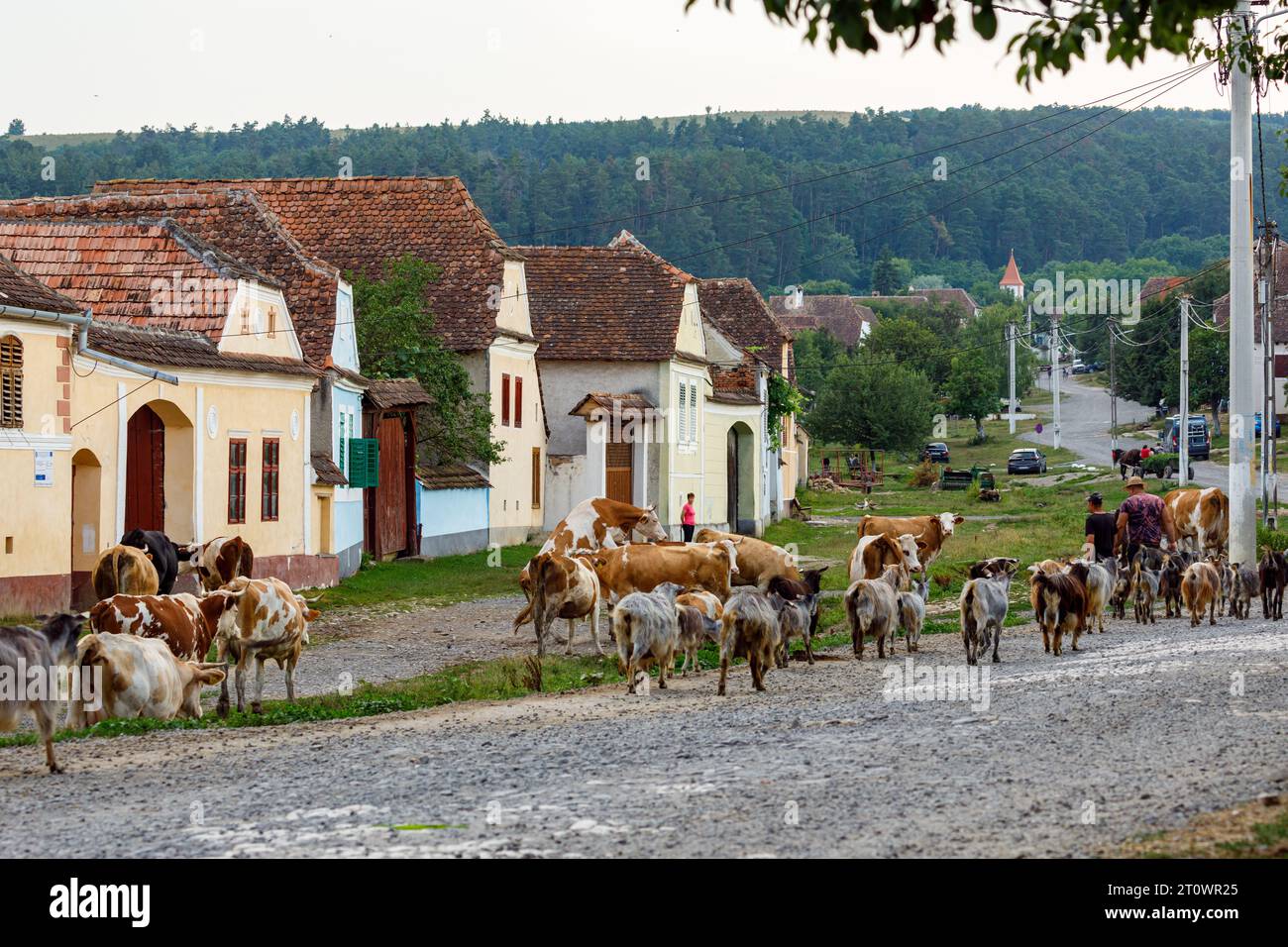 Vaches dans le village de Viscri en Roumanie Banque D'Images