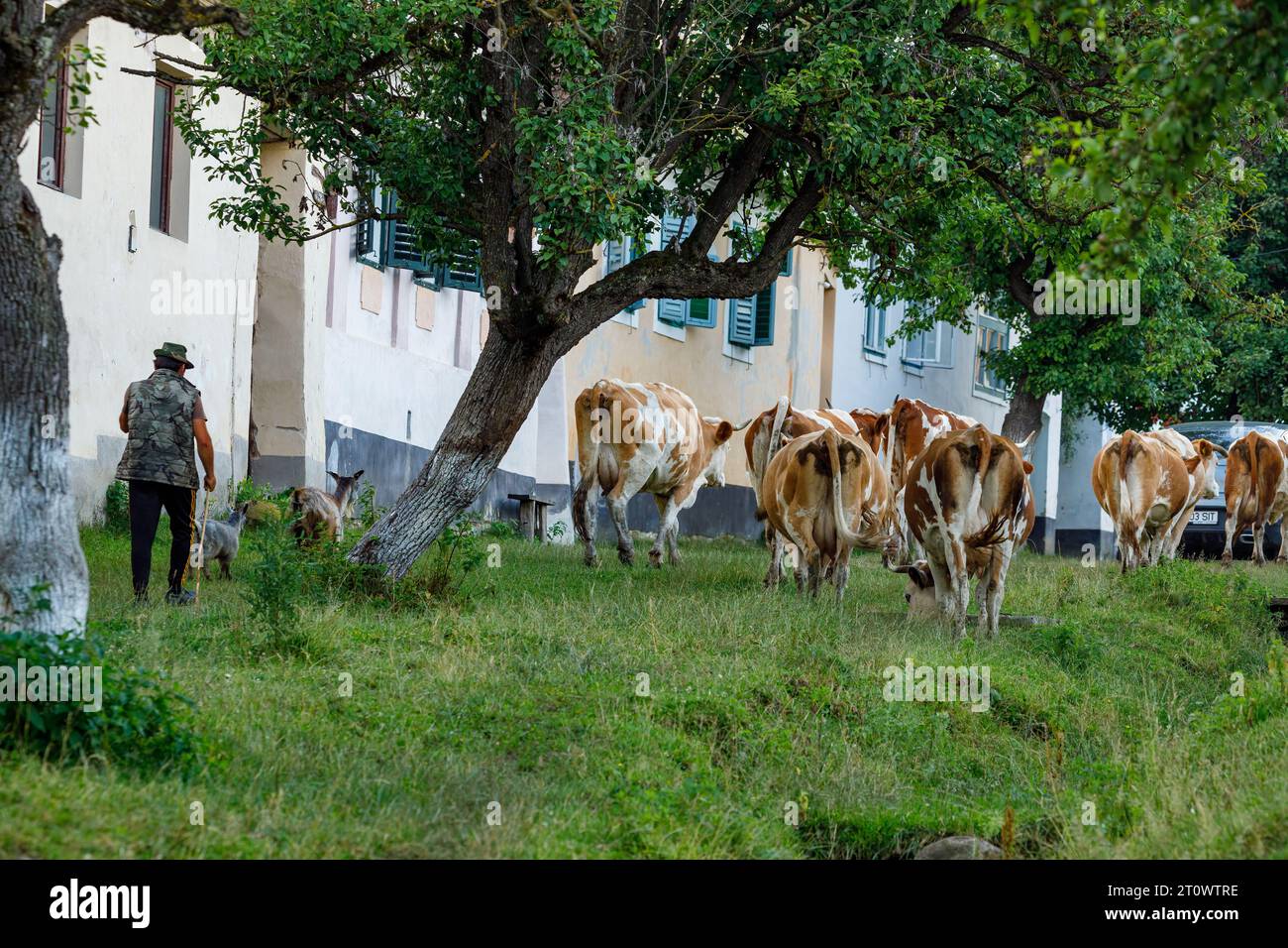 Vaches dans le village de Viscri en Roumanie Banque D'Images