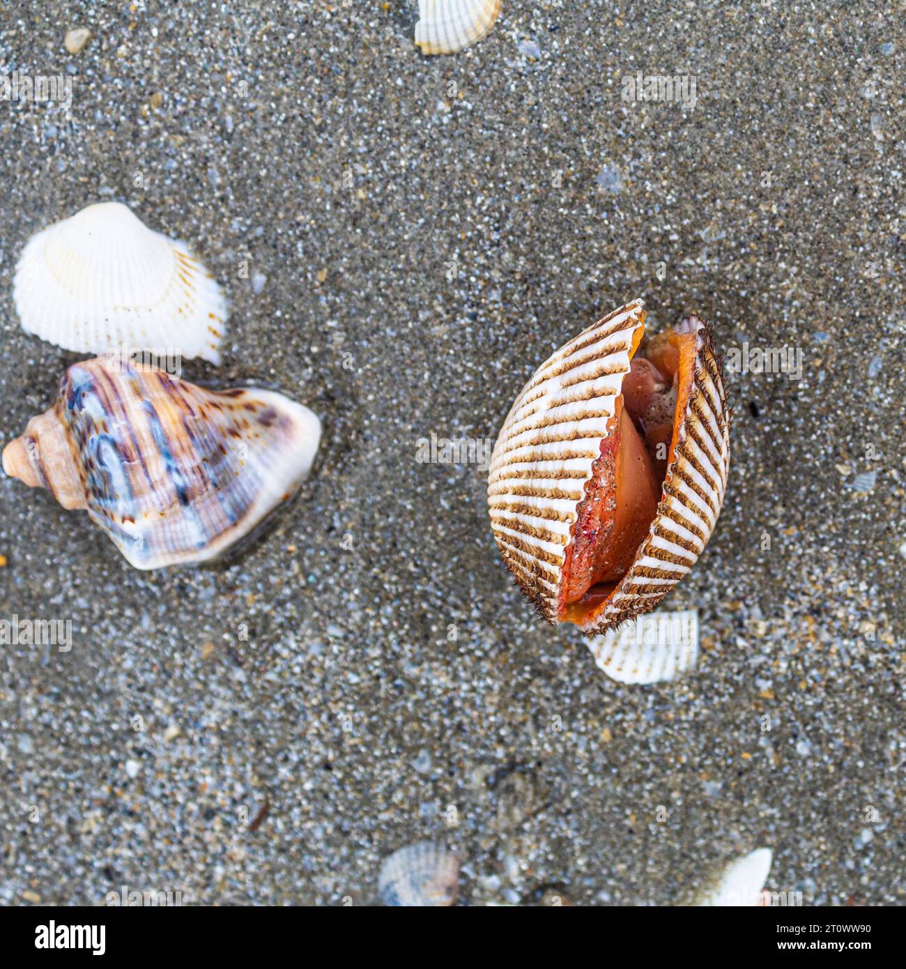 créature, escargot, coquille en spirale, crabe de noix de coco, paysage de mer, relaxation, conque, liberté, design, bleu, ailes, poisson, paysage, sauvage, faune, à l'extérieur, e Banque D'Images