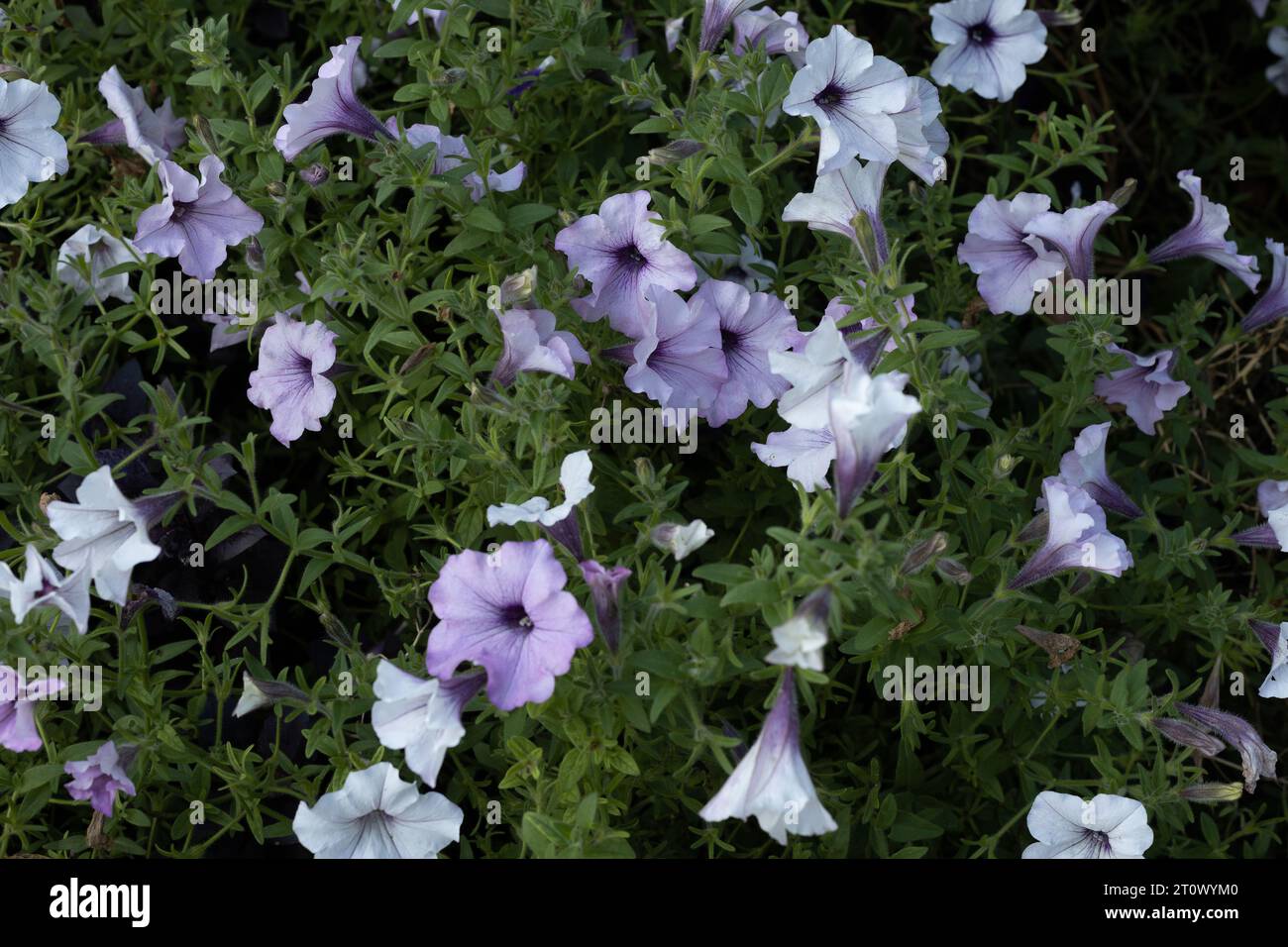 Pétunia 'Tidal Wave Silver' fleurs poussant dans un jardin. Banque D'Images