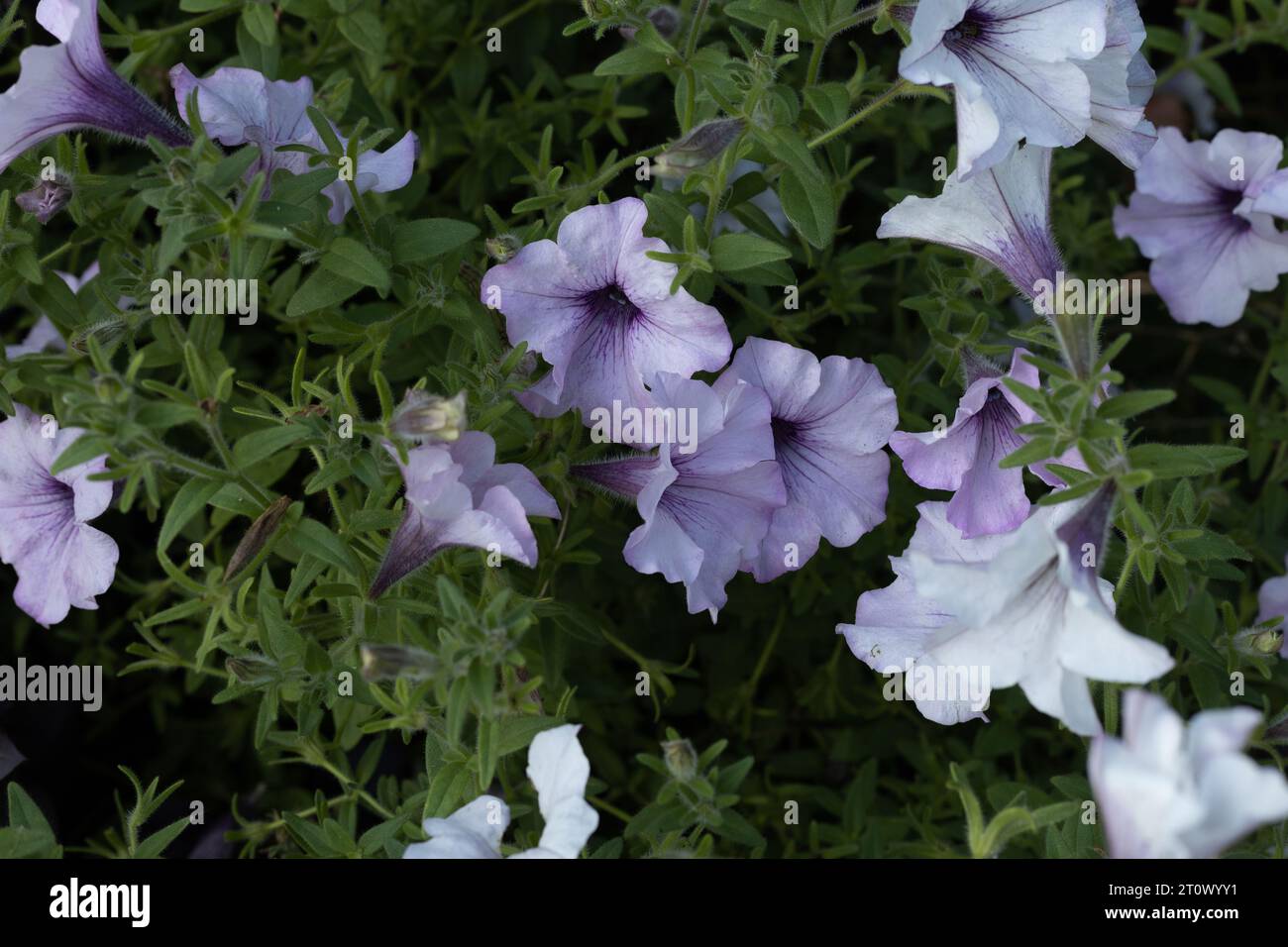 Pétunia 'Tidal Wave Silver' fleurs poussant dans un jardin. Banque D'Images