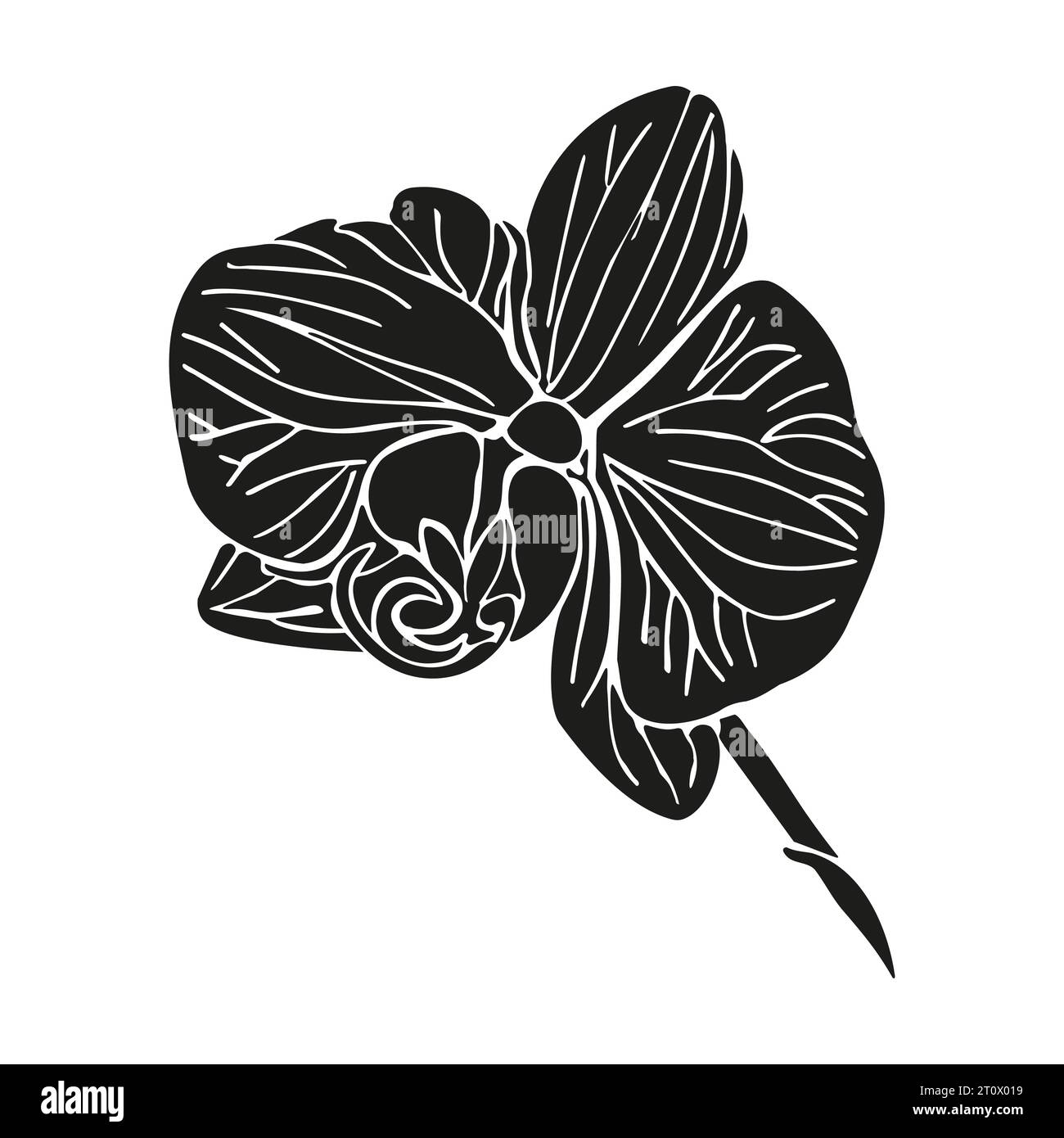 Tête de silhouette de fleur tropicale d'orchidée. Illustration dessinée à la main de vecteur pour la conception de carte ou d'invitation, logo. Illustration de Vecteur Tête de silhouette de fleur tropicale d'orchidée. Illustration dessinée à la main de vecteur pour la conception de carte ou d'invitation, logo. Illustration de Vecteur