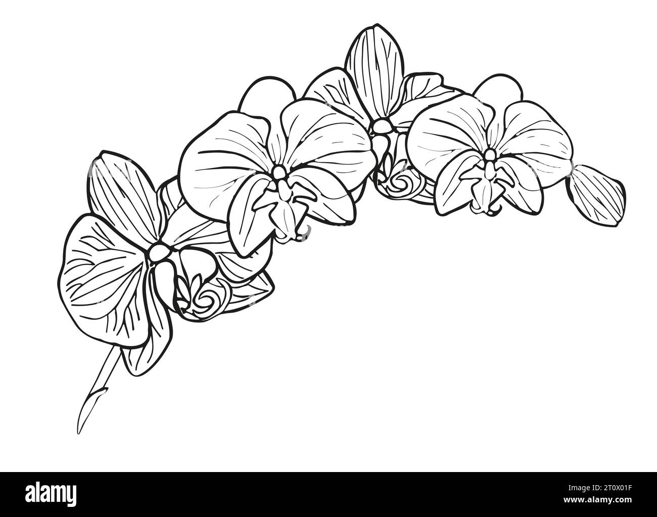 Branche de fleur tropicale d'orchidée. Illustration dessinée à la main de dessin au trait vectoriel pour la conception de carte ou d'invitation, logo. Illustration de Vecteur Branche de fleur tropicale d'orchidée. Illustration dessinée à la main de dessin au trait vectoriel pour la conception de carte ou d'invitation, logo. Illustration de Vecteur