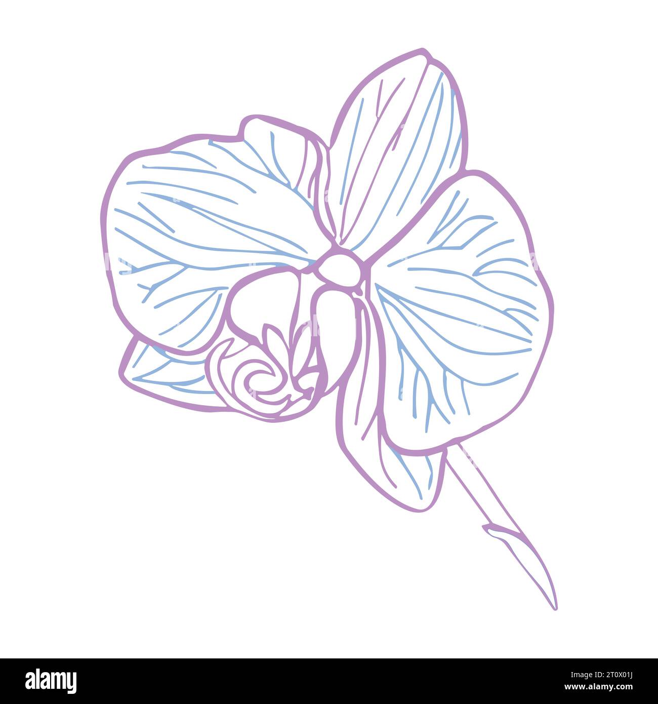 Tête de fleur tropicale d'orchidée. Illustration dessinée à la main vectorielle en couleur pastel pour la conception de carte ou d'invitation, logo. Illustration de Vecteur