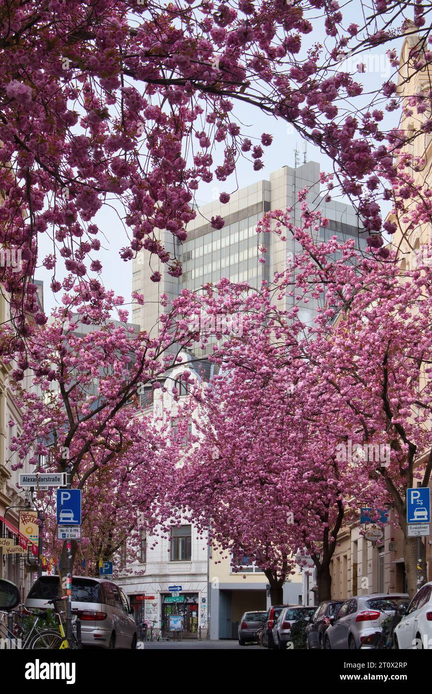 Bonn, Allemagne - 16 avril 2021 : immeuble de grande taille derrière des rangées de cerisiers en fleurs sur Heerstrasse, Cherry Blossom Avenue, un jour de printemps à Bonn, en Allemagne. Banque D'Images