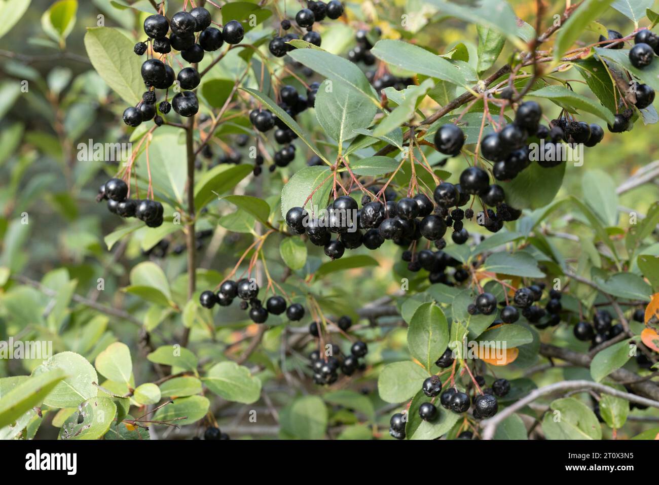 Aronia melanocarpa elata 'magie d'automne'. Banque D'Images