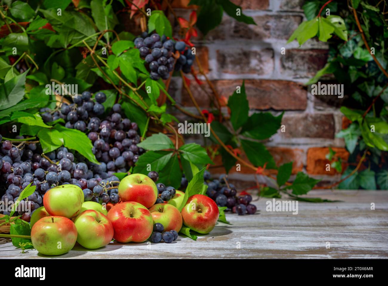 Nature morte d'automne avec raisins de Bourgogne bleu et pommes devant le mur de briques avec des feuilles Banque D'Images Nature morte d'automne avec raisins de Bourgogne bleu et pommes devant le mur de briques avec des feuilles Banque D'Images