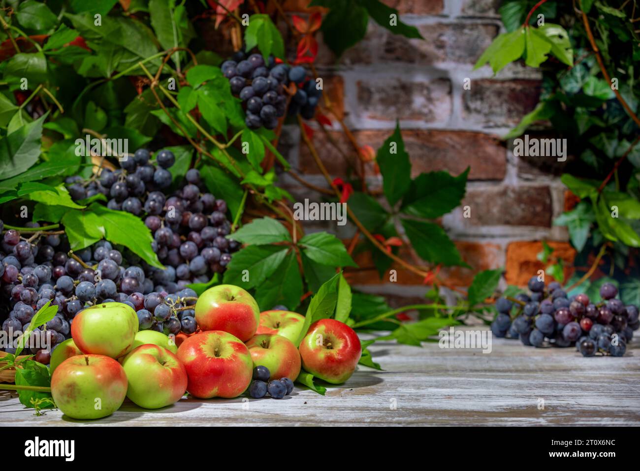 Nature morte d'automne avec raisins de Bourgogne bleu et pommes devant le mur de briques avec des feuilles Banque D'Images Nature morte d'automne avec raisins de Bourgogne bleu et pommes devant le mur de briques avec des feuilles Banque D'Images