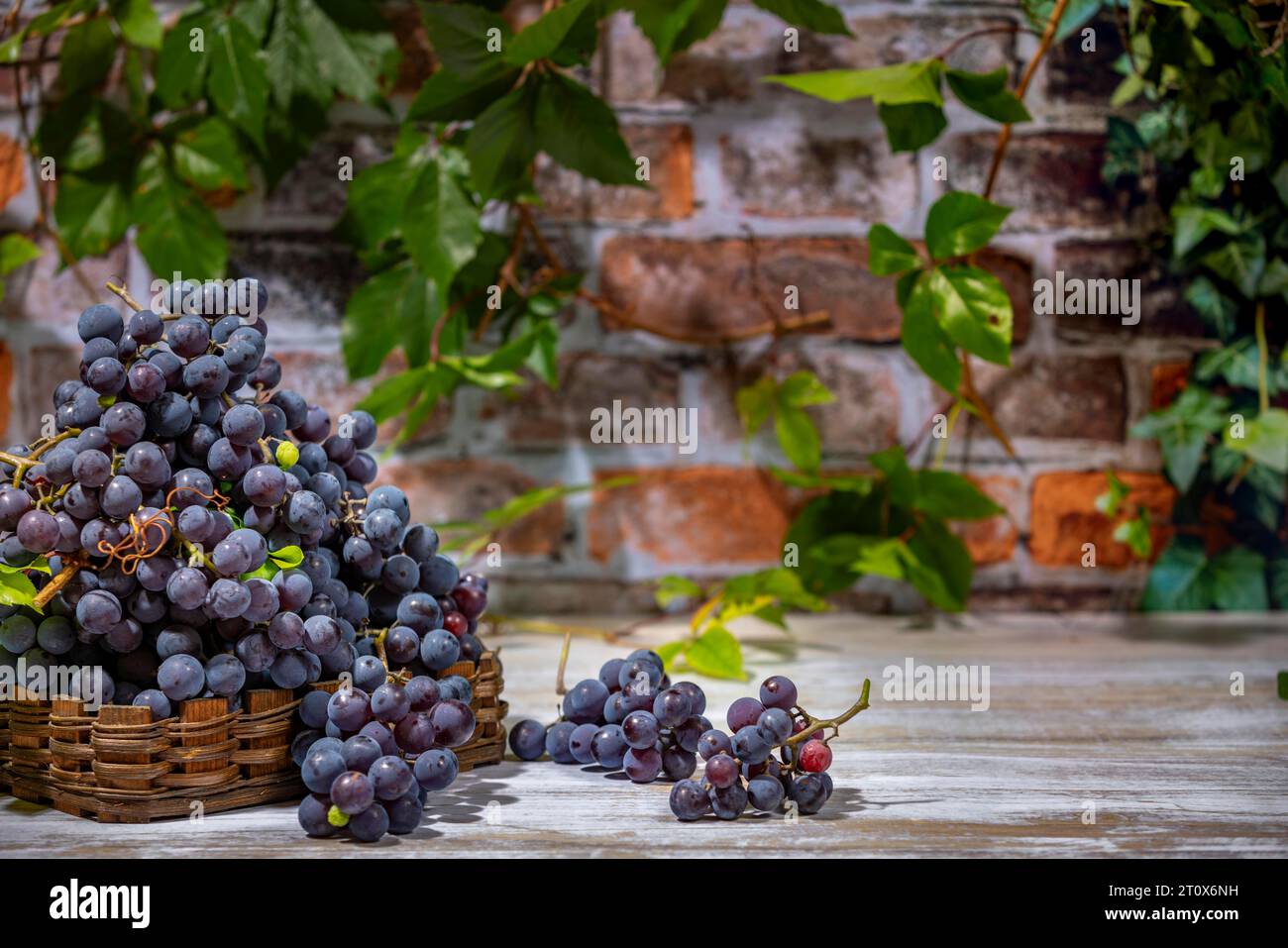 Raisins bordeaux bleu dans et à côté des paniers devant le mur de briques avec des feuilles, salle de copie Banque D'Images