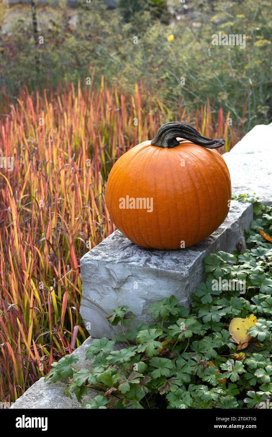 Une citrouille sur un mur de jardin en automne. Banque D'Images