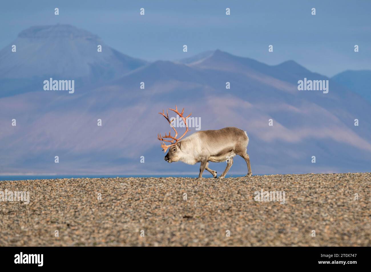 Renne de Svalbard (Rangifer tarandus platyrhynchus), mâle, taureau avec bois rouge sang, toundra en automne, Kapp Wijk, Svalbard, Norvège Banque D'Images