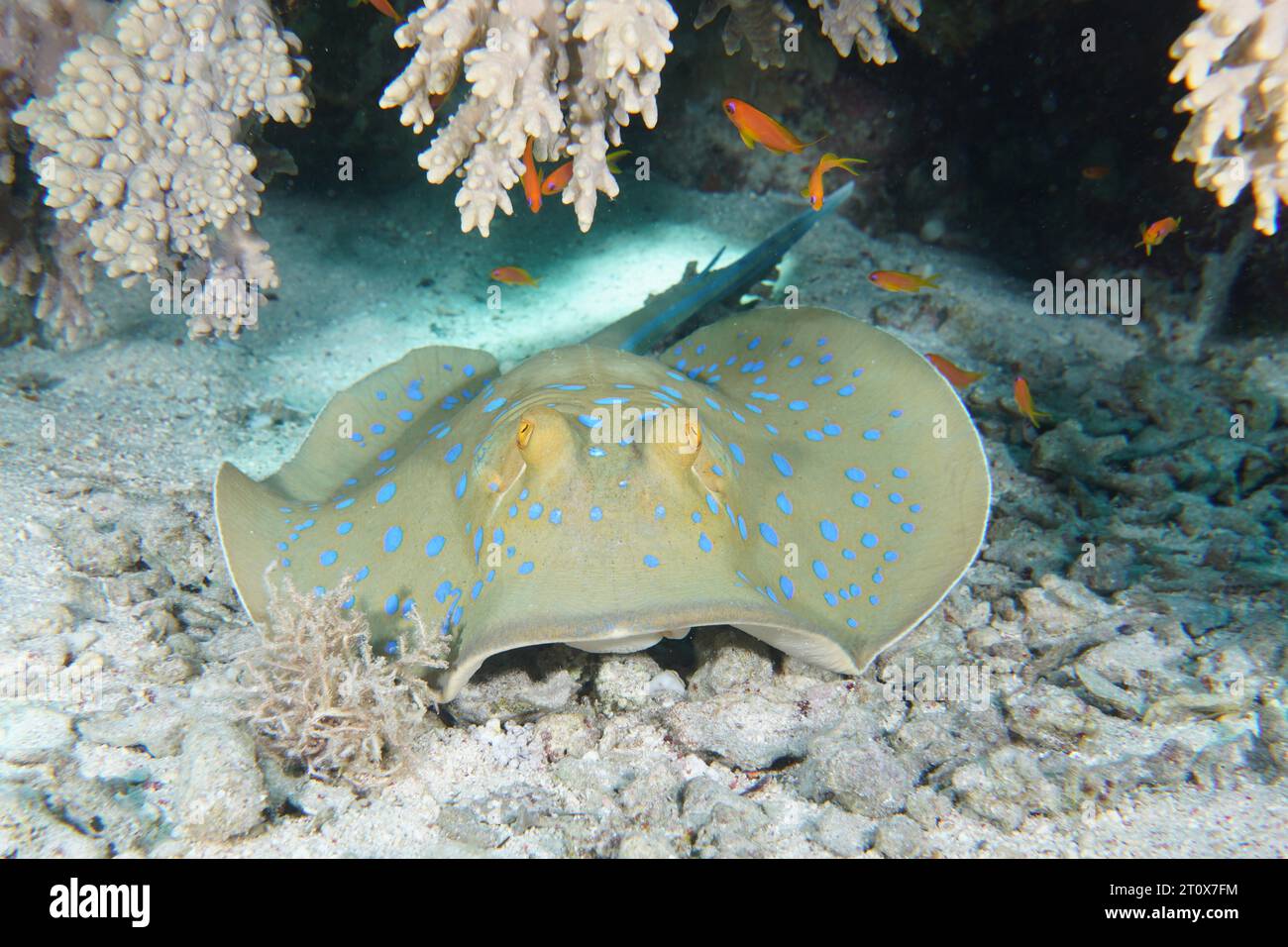 Raie bordée de côtes bluespottées (Taeniura lymma), site de plongée House Reef, mangrove Bay, El Quesir, Mer Rouge, Egypte Banque D'Images