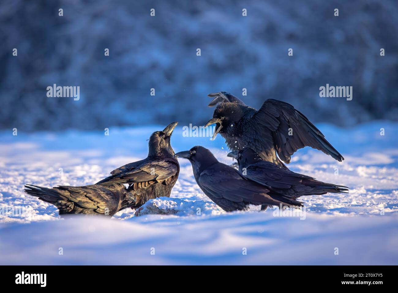 Oiseau corbeau noir (Corvus corax) avec ailes ouvertes et flocons de neige bokeh, faune dans la nature Banque D'Images