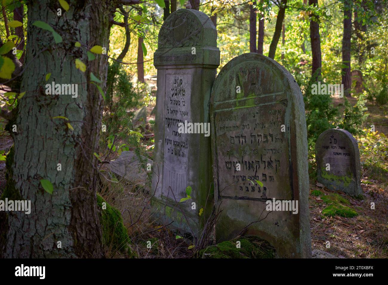 Karczew, Mazovien, Pologne. 8 octobre 2023. Le cimetière dans la forêt, l'un des rares qui peut être facilement atteint en vélo ou à pied, n'est pas clôturé - il y a des pierres jetées sur le bord du cimetière. Au total, il y a environ 120 pierres tombales (matzevot). L'état de certains d'entre eux est bon, étant donné qu'ils ont été détruits par la Wehrmacht et pillés par la République populaire de Pologne. Le cimetière existe depuis la fin du 19e siècle. Les habitants d'Otwock et des environs y ont été enterrés (image de crédit : © Hubert Mathis/ZUMA Press Wire) POUR USAGE ÉDITORIAL SEULEMENT Banque D'Images