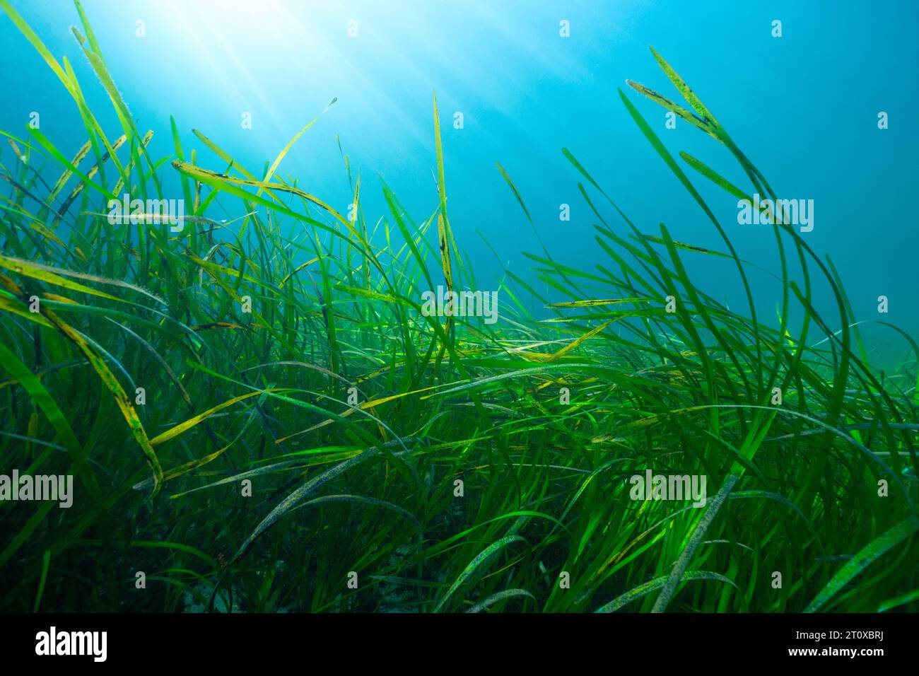 Herbier sous-marin avec la lumière du soleil dans l'océan Atlantique, herbier marin Zostera marina, scène naturelle, Espagne, Galice, Rias Baixas Banque D'Images