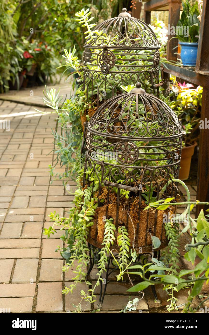 Plantes d'intérieur succulentes poussant dans des cages d'oiseaux antiques. Banque D'Images