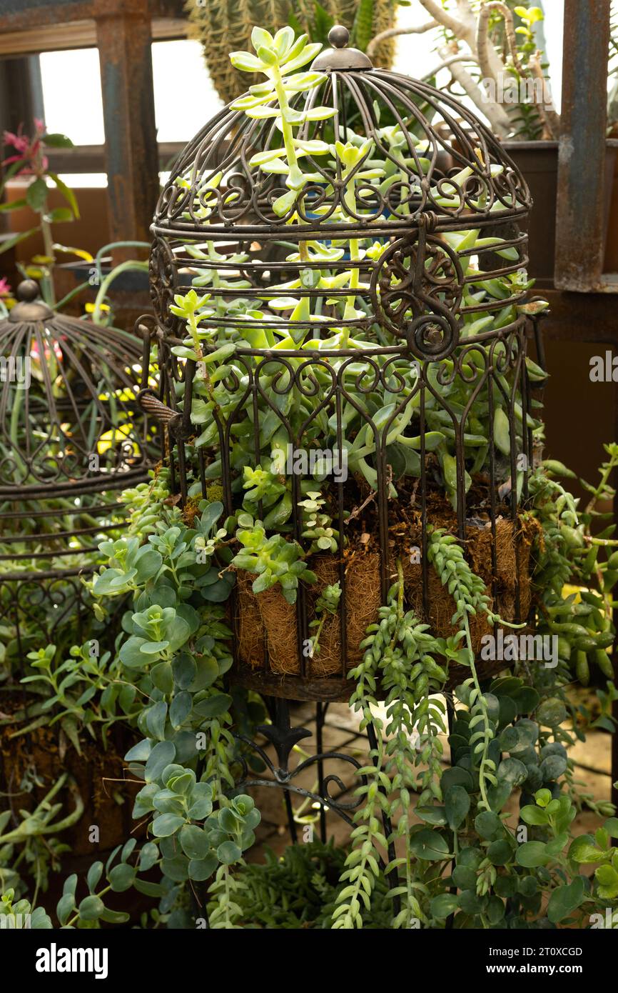 Plantes d'intérieur succulentes poussant dans des cages d'oiseaux antiques. Banque D'Images