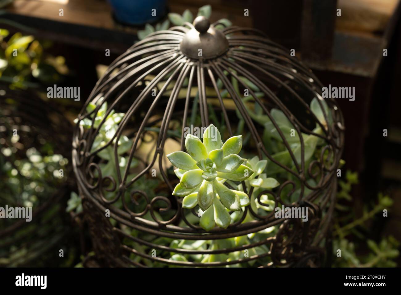 Plantes d'intérieur succulentes poussant dans des cages d'oiseaux antiques. Banque D'Images