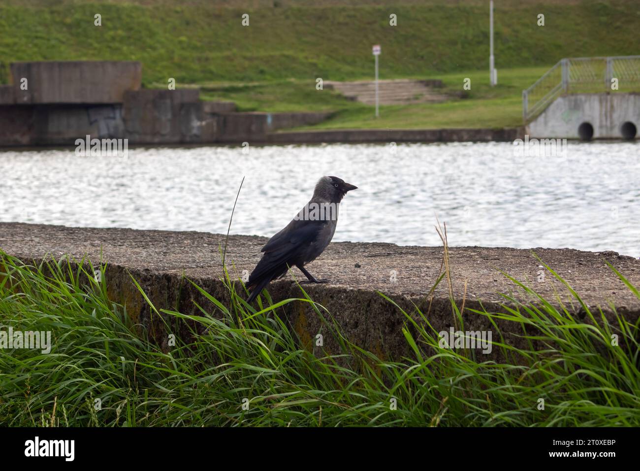 Crow sur le remblai près de la rivière de près Banque D'Images