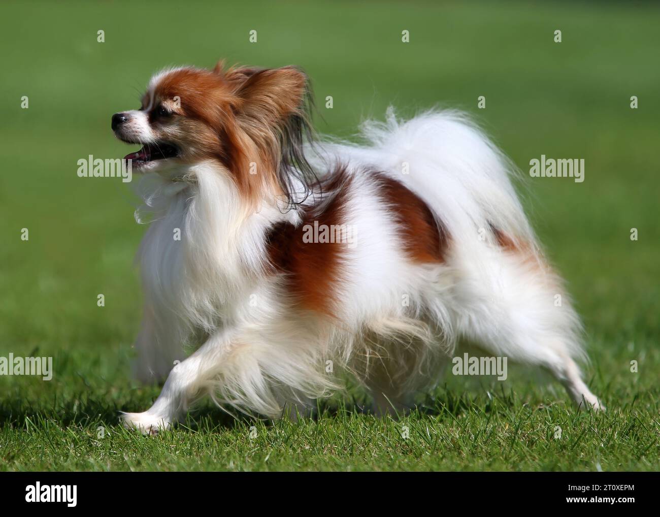 Sable et blanc papillon (également appelé le Continental Toy Spaniel) chiot se déplaçant sur l'herbe Banque D'Images