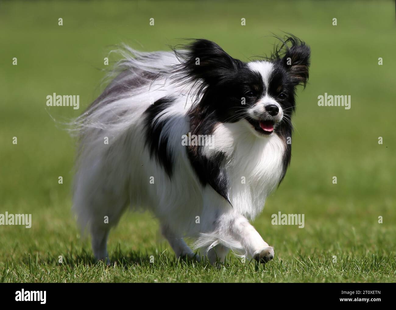 Chien papillon noir et blanc se déplaçant sur l'herbe Banque D'Images