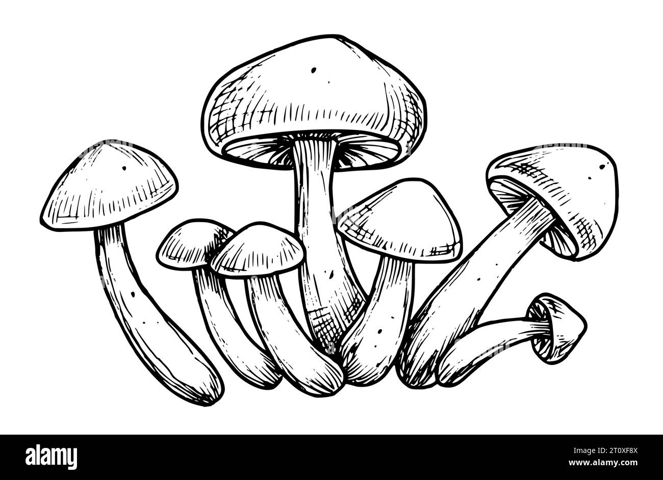 Champignons forestiers. Illustration vectorielle dessinée à la main avec des champignons peints dans le style d'art au trait. Gravure du groupe de champignons en couleurs noir et blanc. Croquis gravé d'agaricus pour l'étiquette du produit. Illustration de Vecteur