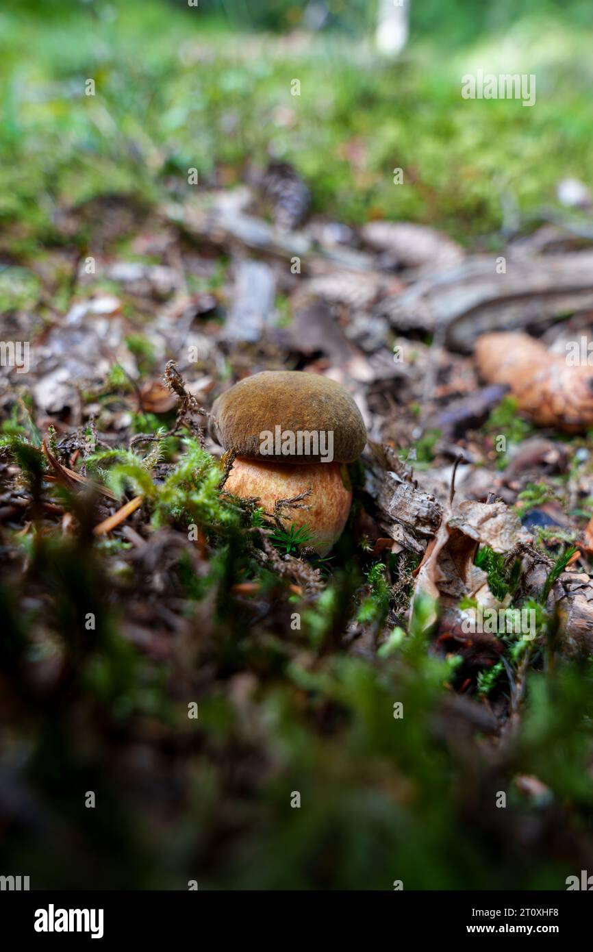 Un petit champignon comestible Neoboletus luridiformis pousse dans une mousse dans une forêt. Capuchon Bay-Brown, pores rouges et tige jaune rouge-pointillée. Banque D'Images