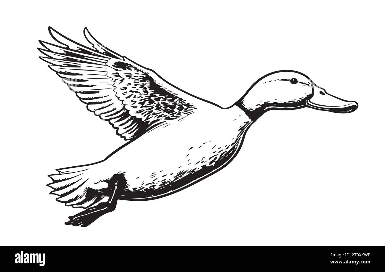 Croquis volant de canard dessiné à la main Vector Birds chasse Illustration de Vecteur