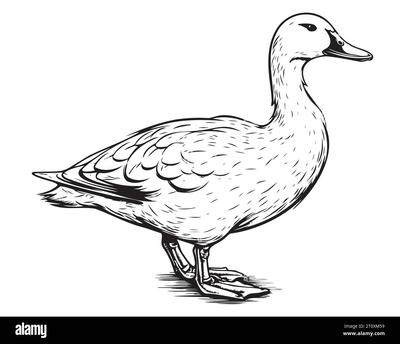 Croquis debout de canard dessiné à la main Vector Birds chasse Illustration de Vecteur
