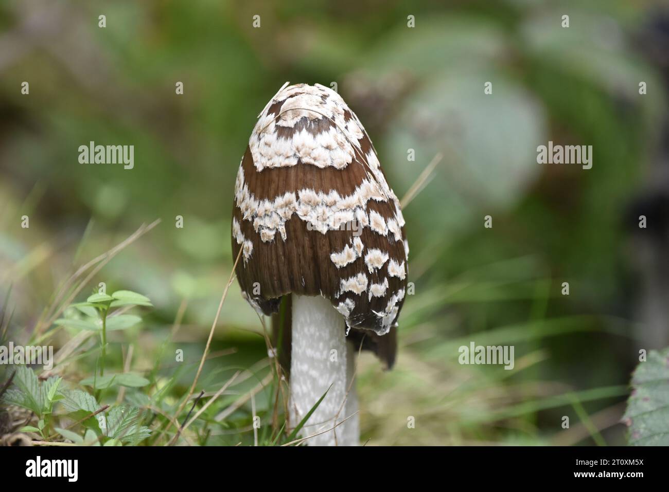 Image rapprochée au niveau du sol d'un champignon Shaggy Inkcap en forme de dôme (Coprinus comatus) sur des prairies au pays de Galles, sur un arrière-plan flou, en octobre Banque D'Images