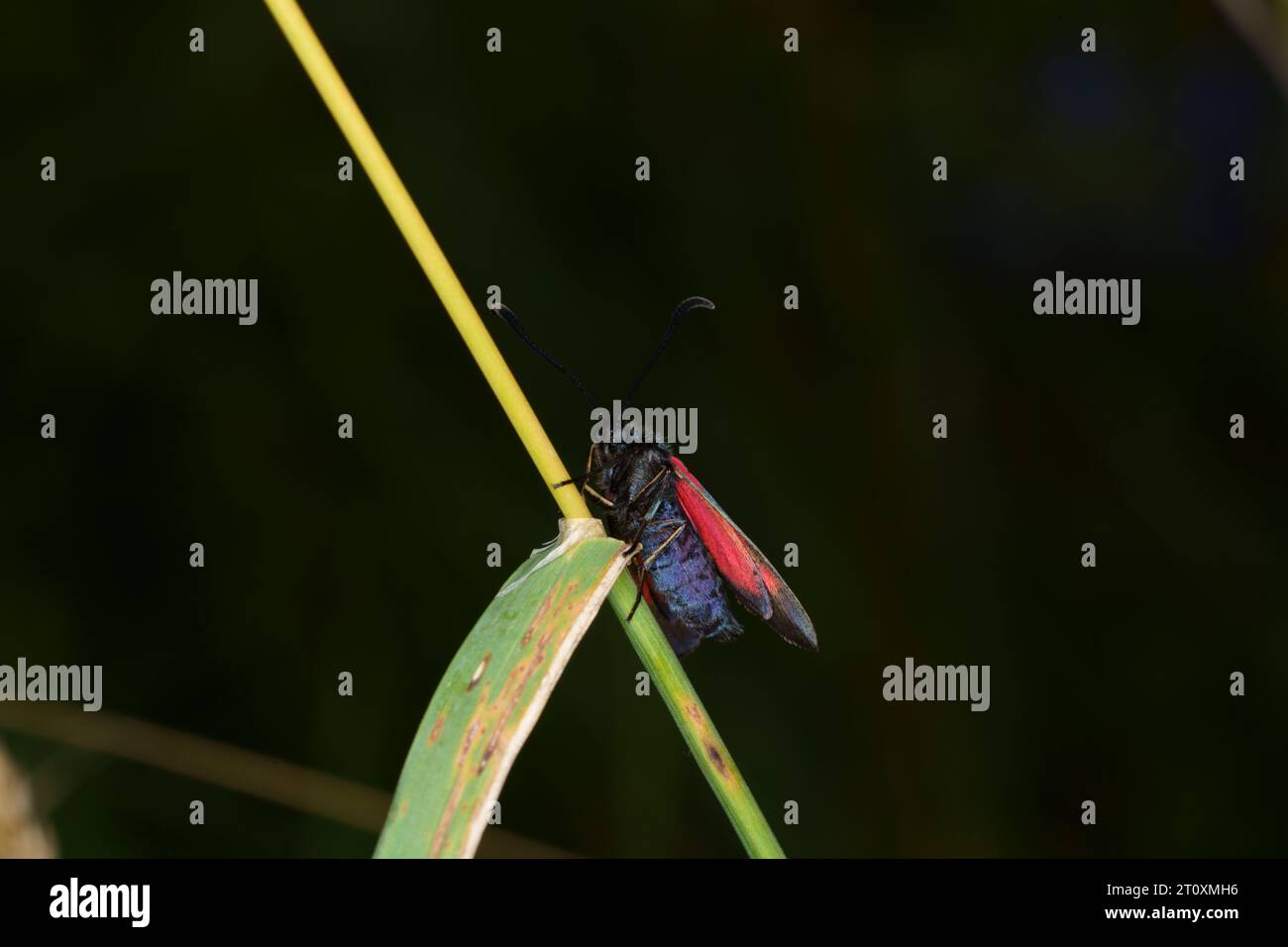 Zygaena lonicerae famille Zygaenidae genre Zygaena bordé étroit à cinq taches de pyrale de la nature sauvage Photographie d'insectes, image, papier peint Banque D'Images