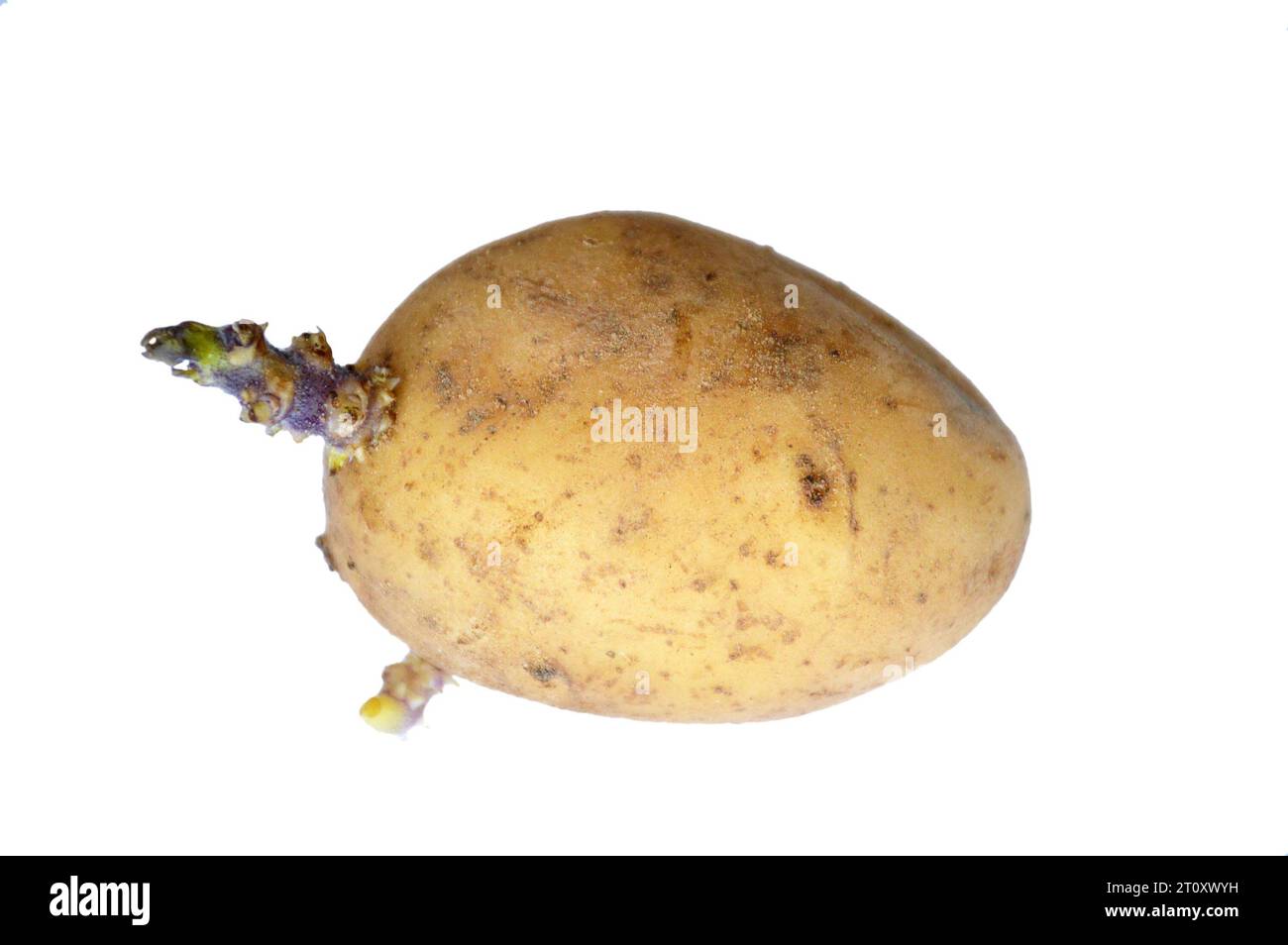 Pomme de terre de germination isolé sur fond blanc Banque D'Images