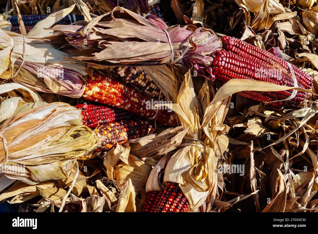 Épis de maïs séchés rouges et multicolores décoratifs sur un stand de ferme pendant l'automne Banque D'Images