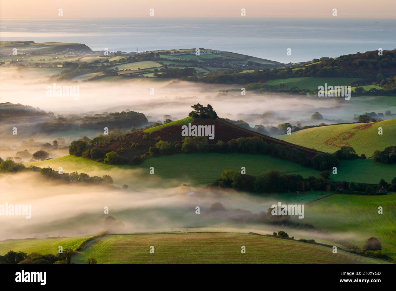 Vue aérienne d'un lever de soleil d'automne brumeux à Colmers Hill à Symondsbury près de Bridport dans le Dorset, Royaume-Uni. Banque D'Images