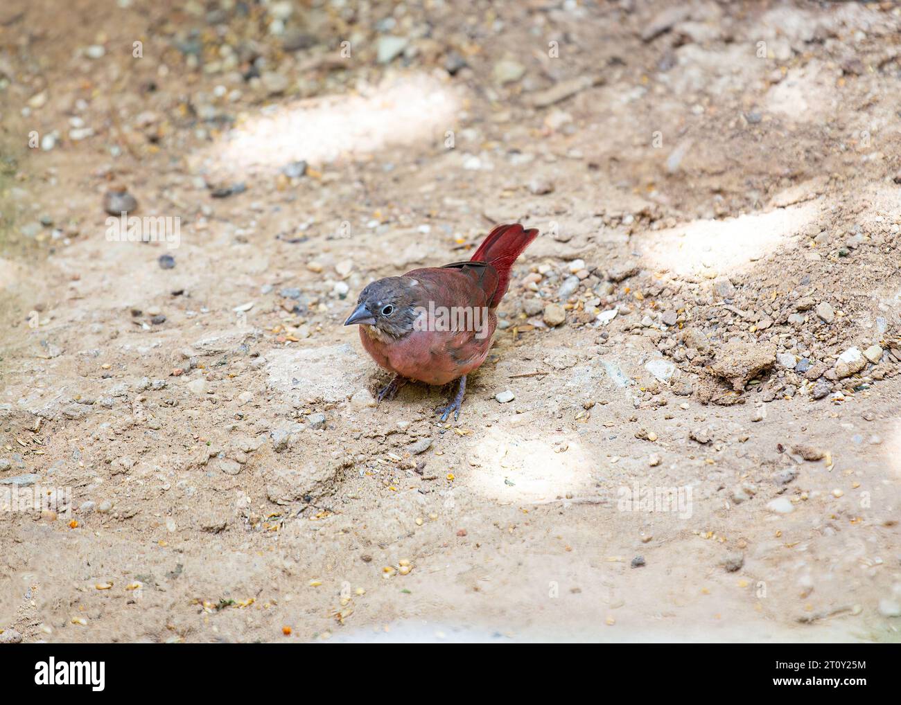 Lagonosticta senegala, originaire d'Afrique subsaharienne, affiche son plumage vif. Banque D'Images