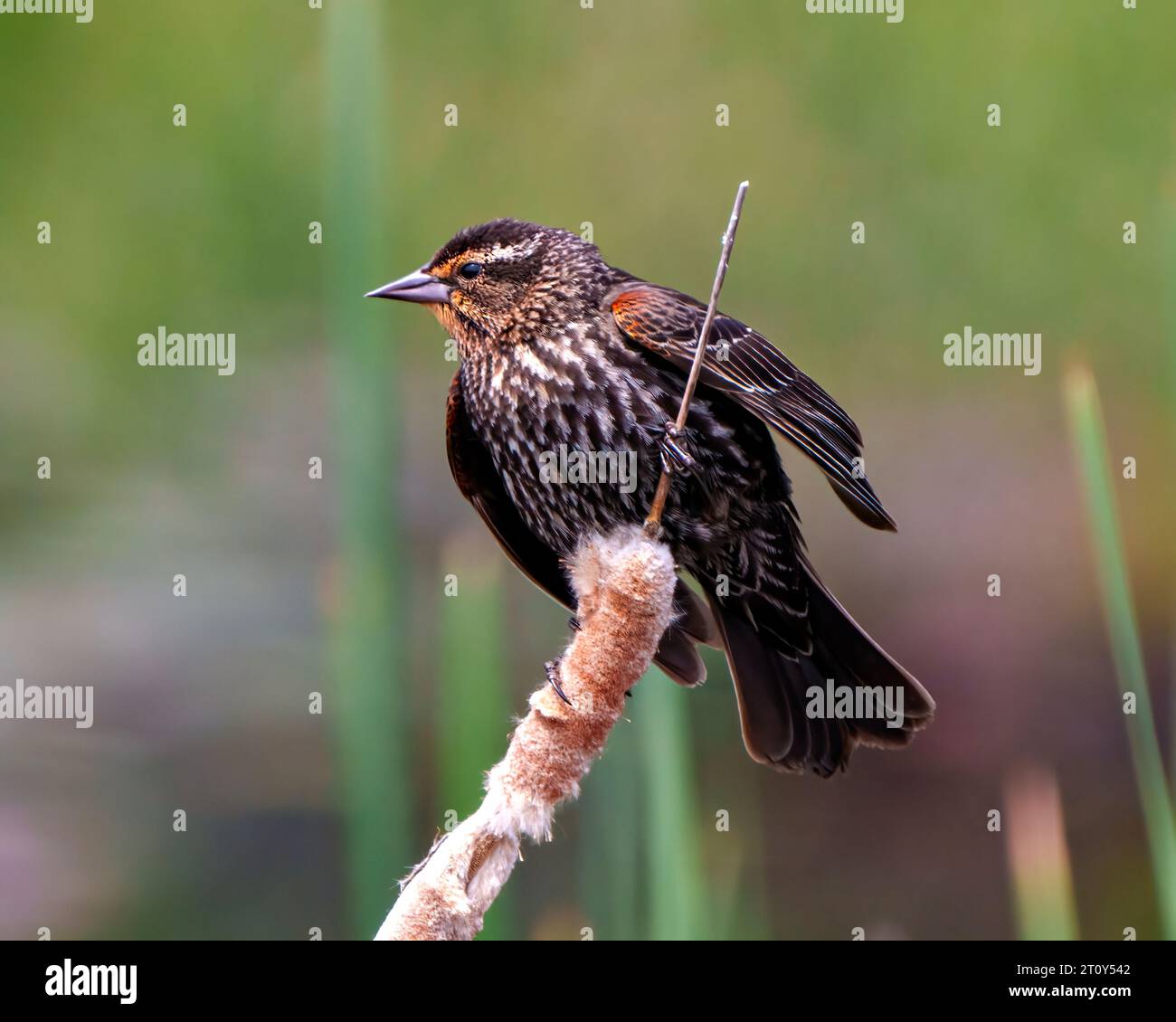 Vue rapprochée des jeunes Blackbird à ailes rouges, perchés sur un arrière-plan coloré dans son environnement et son habitat environnant. Banque D'Images