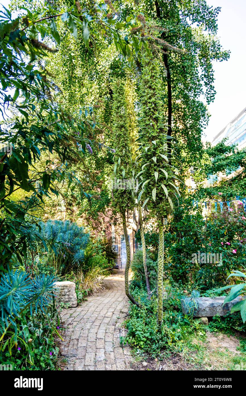 Echium pininana à Phoenix Garden - petit jardin communautaire local dans le centre de Londres, Angleterre Banque D'Images