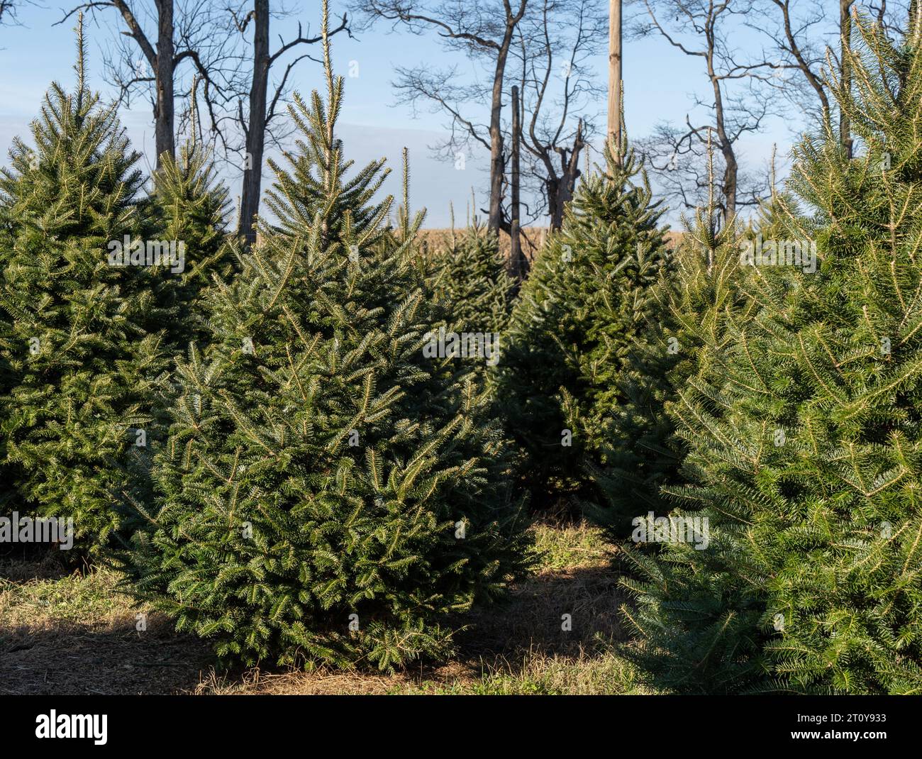 Une rangée festive de sapins de Noël attend les amateurs de vacances à la ferme forestière dans le comté rural de Berks, en Pennsylvanie Banque D'Images