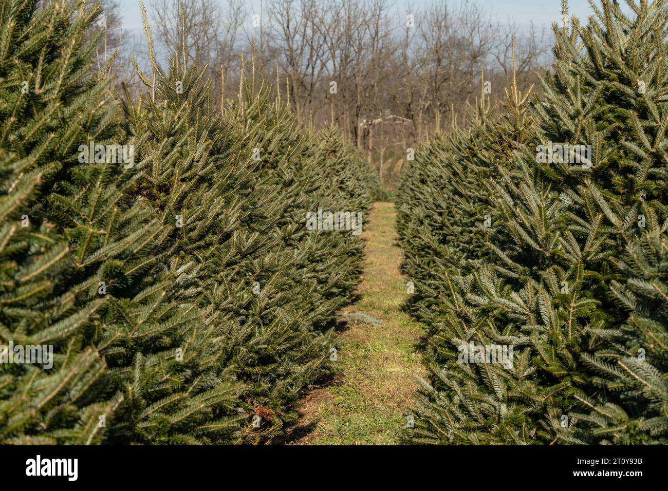 Une rangée festive de sapins de Noël attend les amateurs de vacances à la ferme forestière dans le comté rural de Berks, en Pennsylvanie Banque D'Images