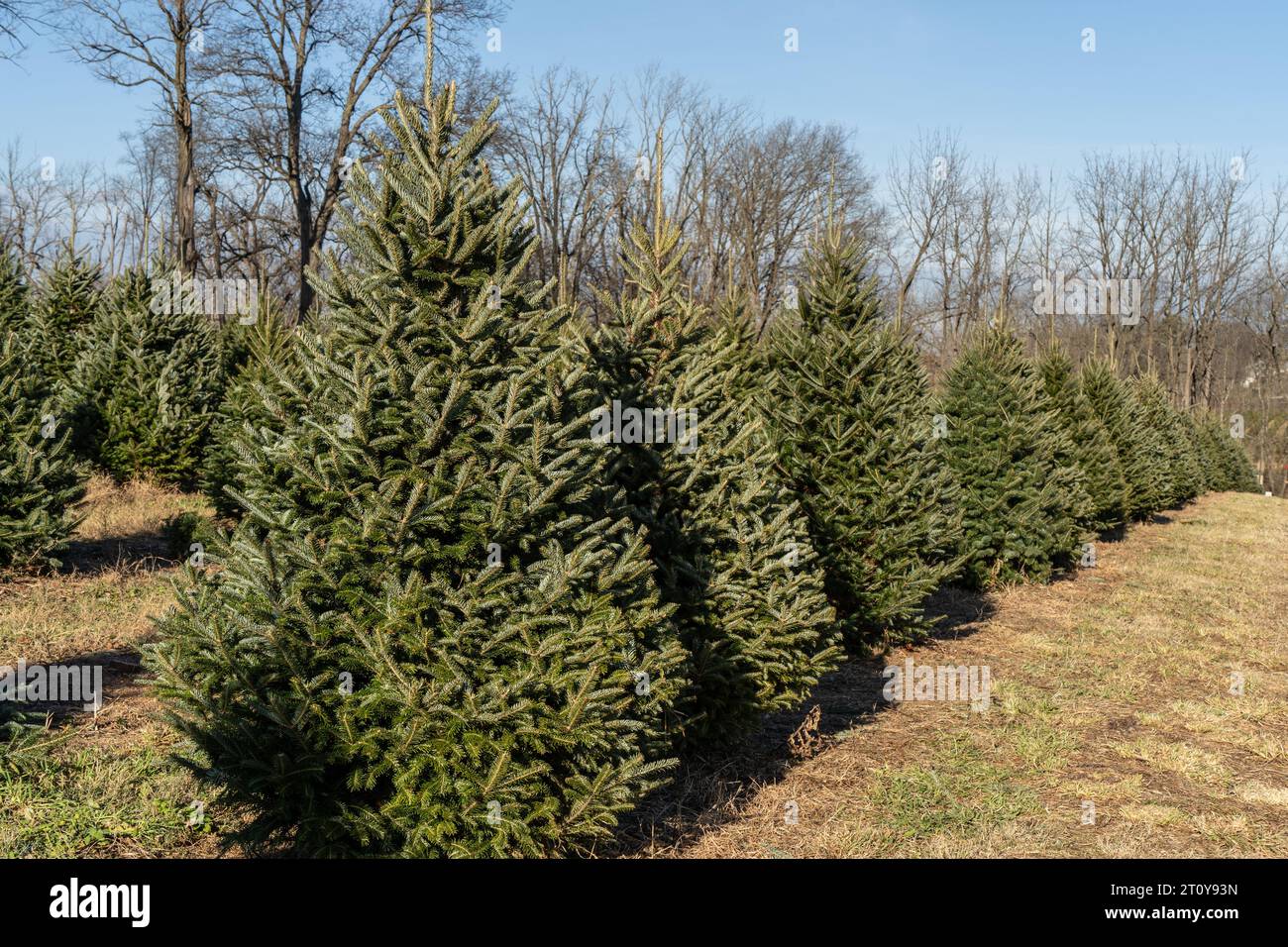 Une rangée festive de sapins de Noël attend les amateurs de vacances à la ferme forestière dans le comté rural de Berks, en Pennsylvanie Banque D'Images