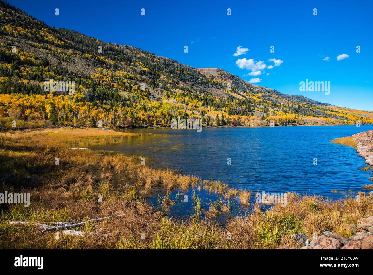 Le Pando. Le plus grand organisme vivant sur la planète Terre. Clones Aspen à partir d'un système racine unique. 9000 ans. Banque D'Images