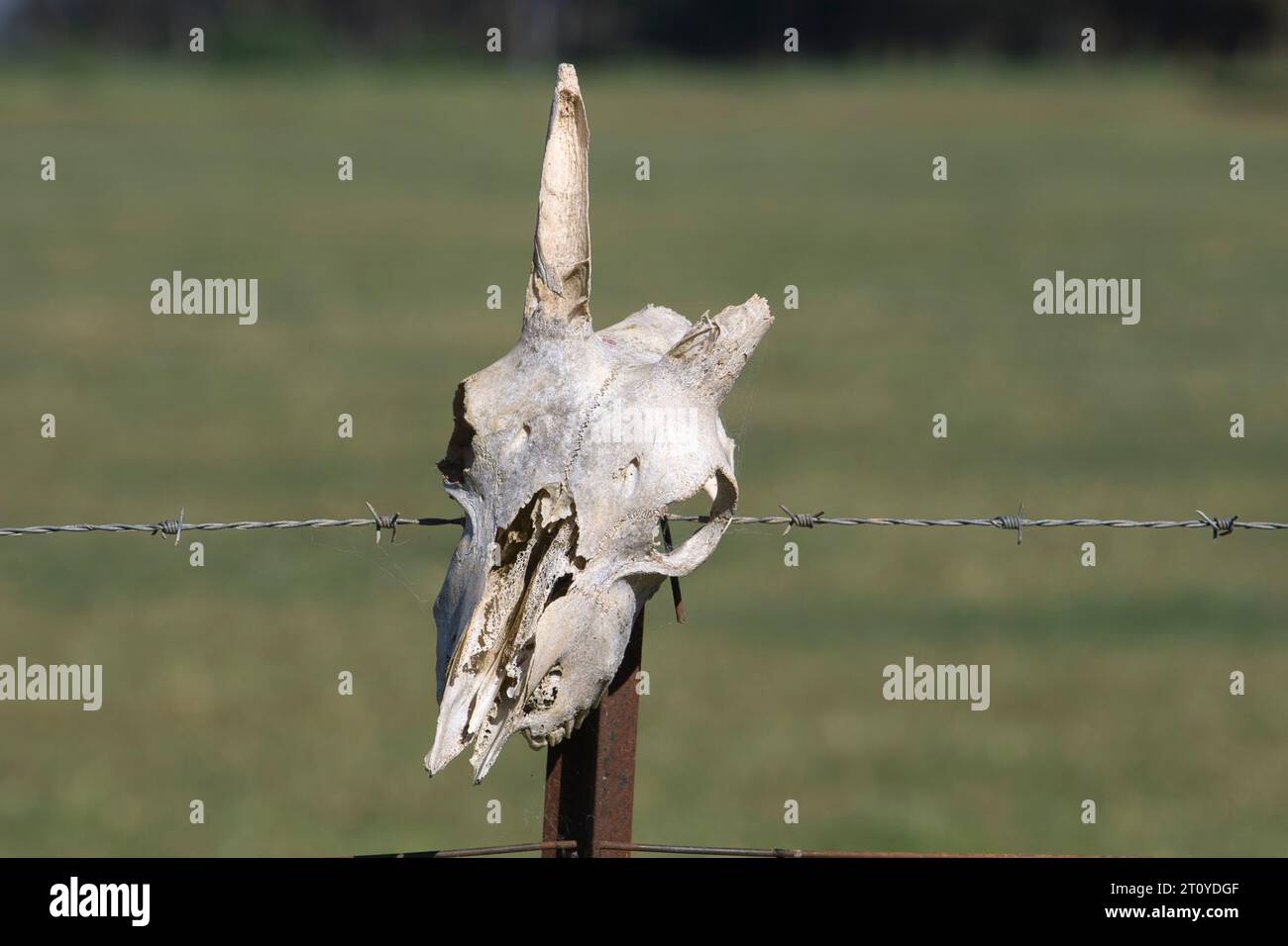 Un crâne d'animal blanc blanchi par le soleil avec une corne cassée sur un poteau de clôture de ferme. Banque D'Images
