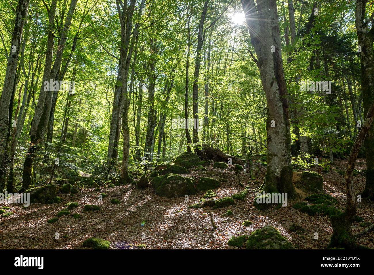 Forêts de la Réserve naturelle nationale de l'Orlu, en Ariège, la Maison des loups en France. Banque D'Images