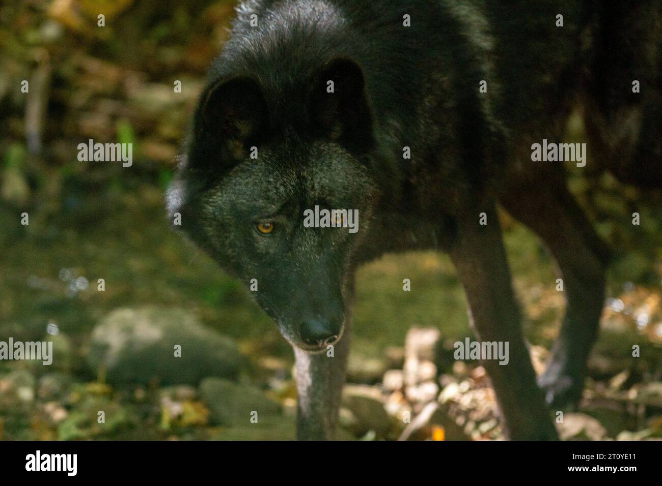 Loups d'Amérique dans la Réserve naturelle nationale d'Orlu, en Ariège, à la Maison des loups en France. Banque D'Images