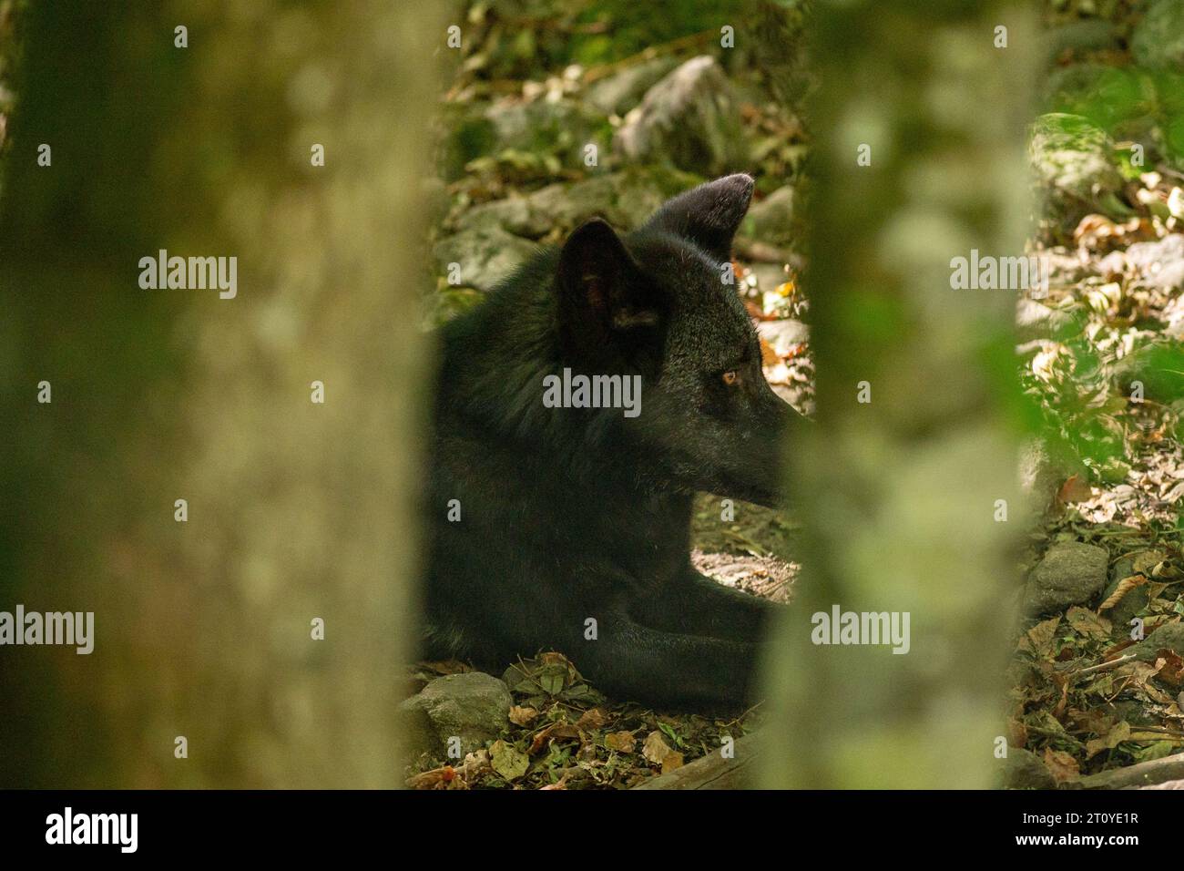 Loups d'Amérique dans la Réserve naturelle nationale d'Orlu, en Ariège, à la Maison des loups en France. Banque D'Images