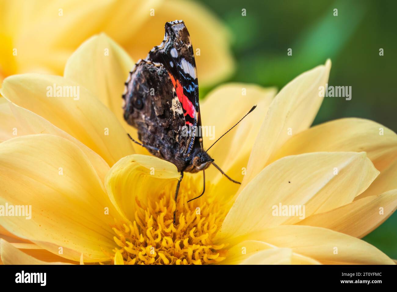 Le papillon amiral rouge indien recueille le nectar sur un gros plan de fleur jaune. Vanessa vulcania Banque D'Images