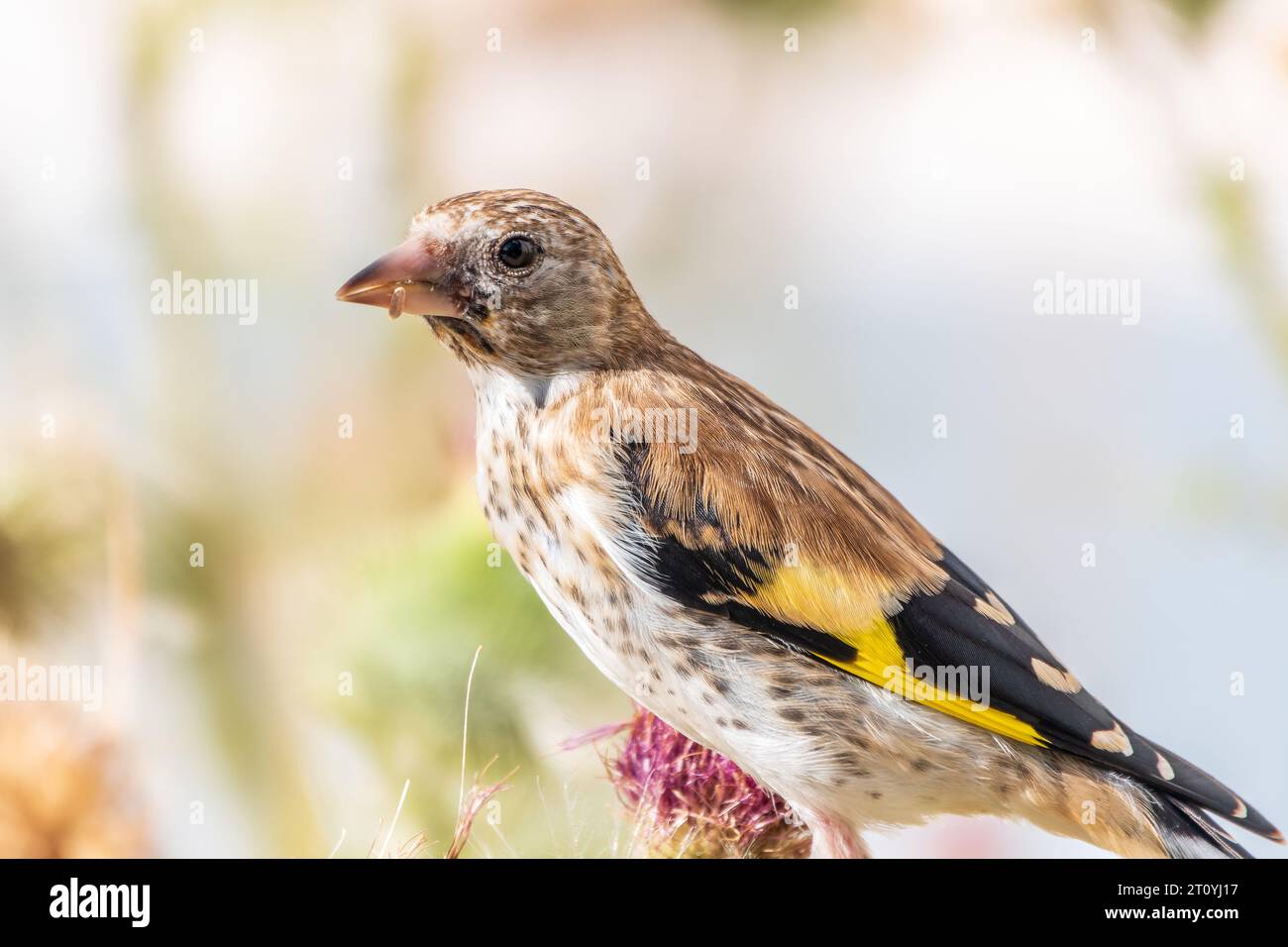 Égolfins européens avec jeunes plumage, se nourrissant des graines de thistles. Jeune européen goldfinch ou simplement goldfinch, nom latin Carduelis carte Banque D'Images